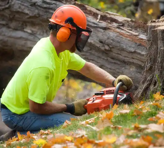 tree services Largo